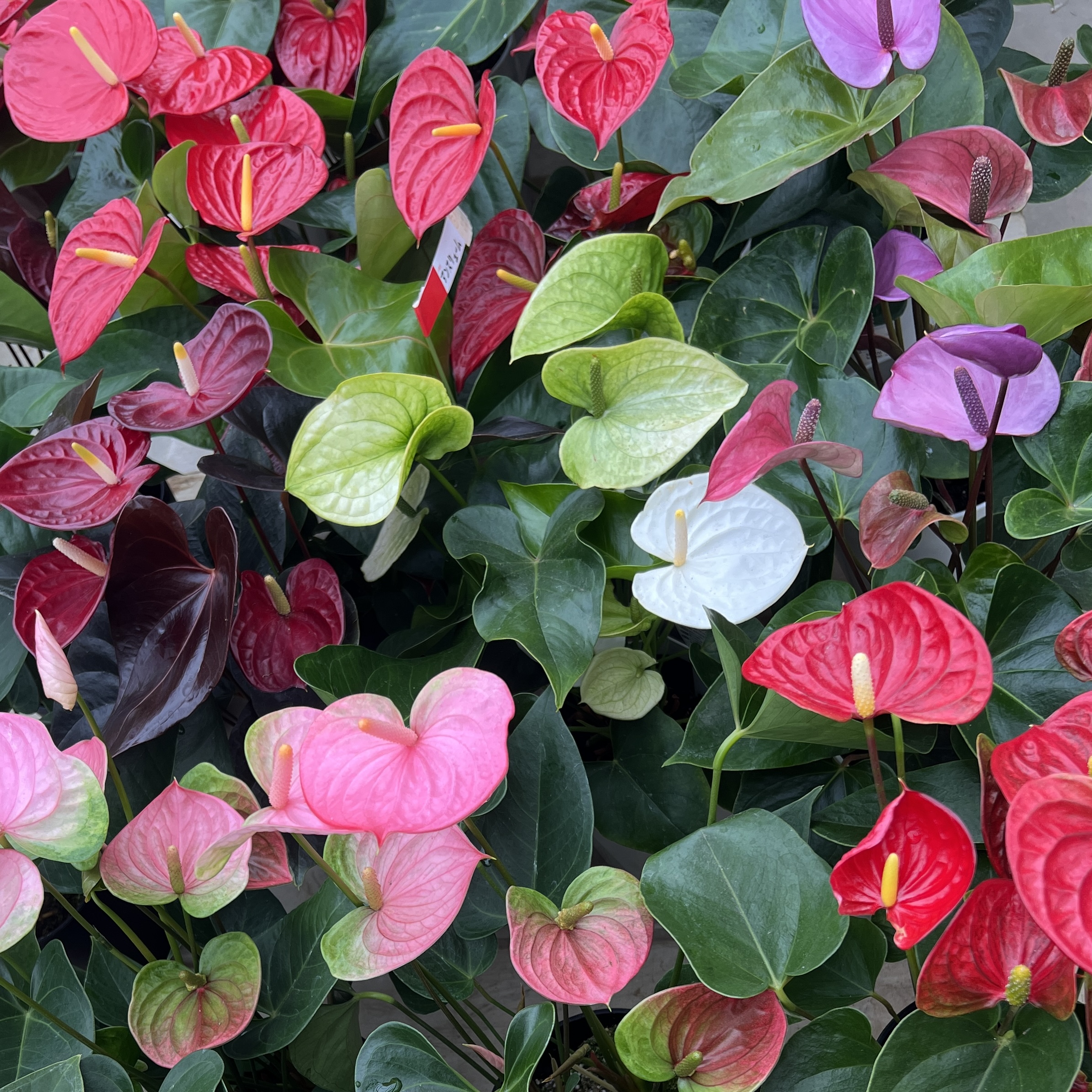 植物を枯らしてしまう。でも、育てたい。