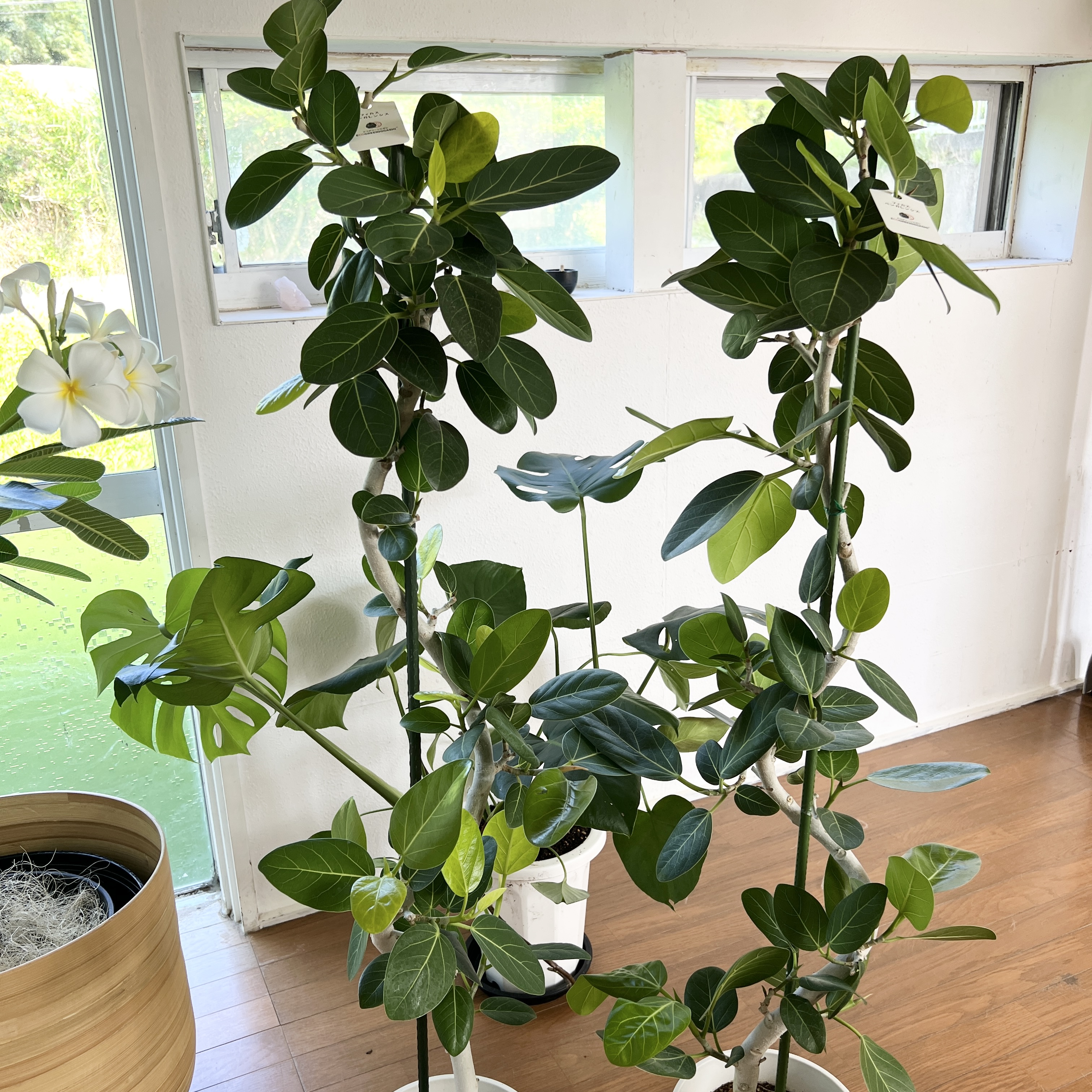 ひとり観葉植物屋のお楽しみ時間