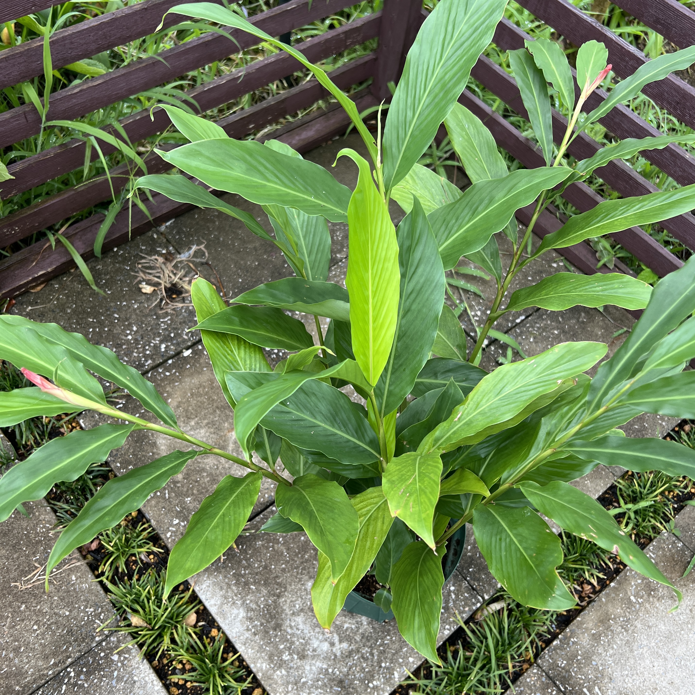 新たに植物を買いました