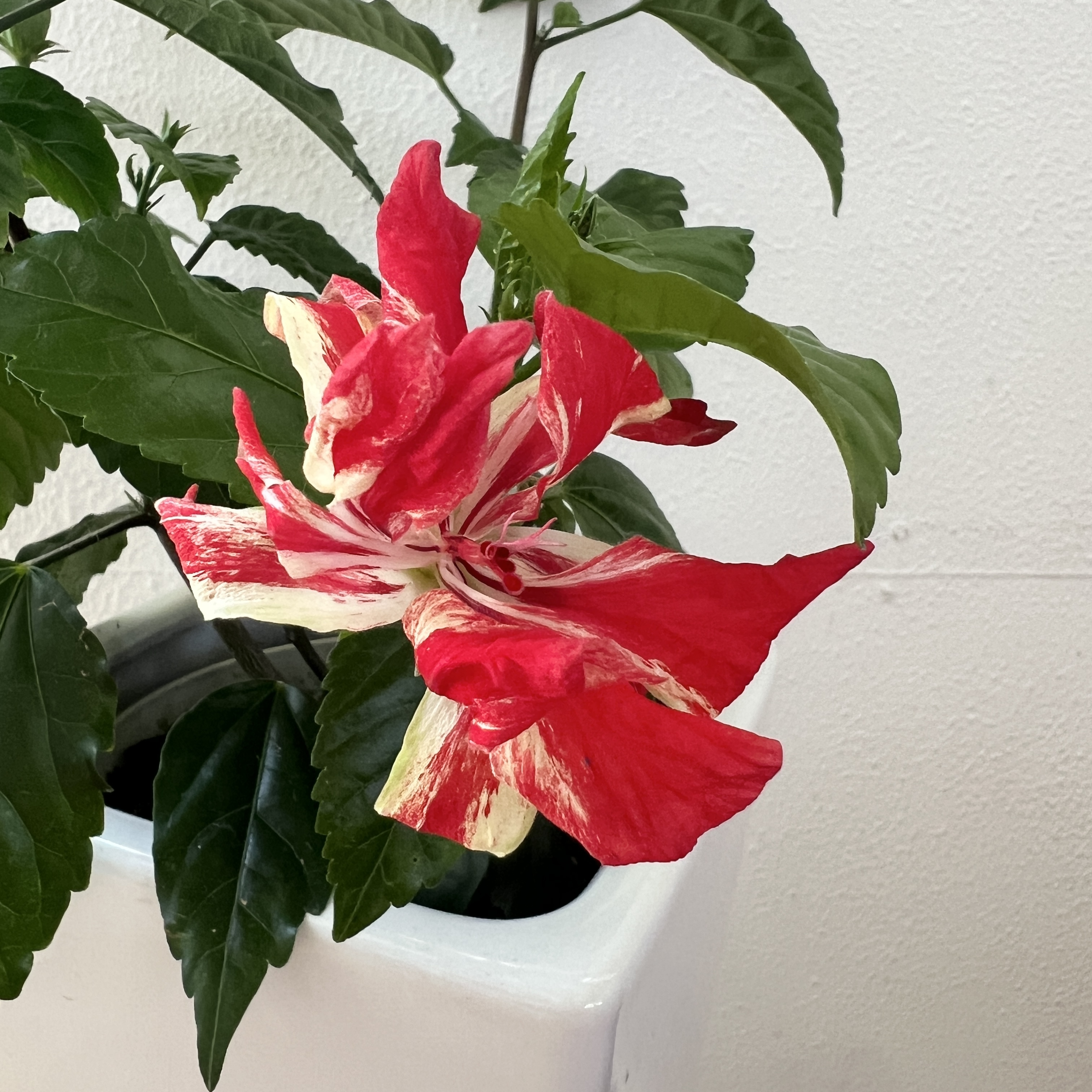 最近買った植物の紹介