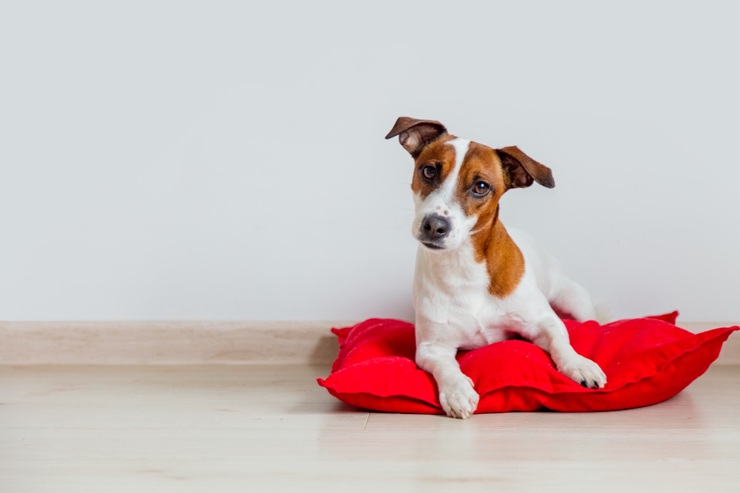 梅雨どきに食欲が落ちる…？ 愛犬が安心できる“いつものごはん”の4つの工夫