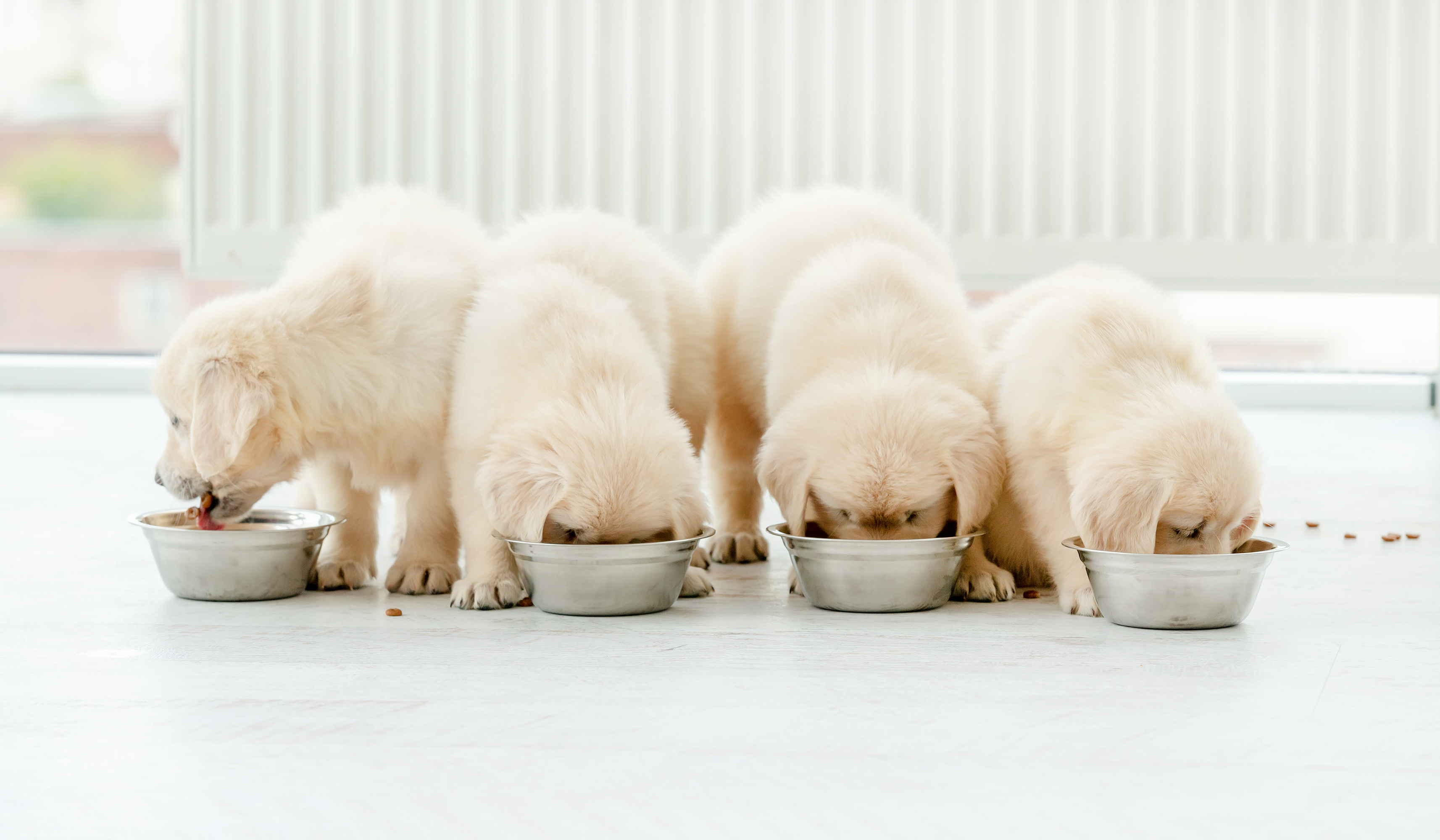 愛犬のライフステージに合わせた食事について