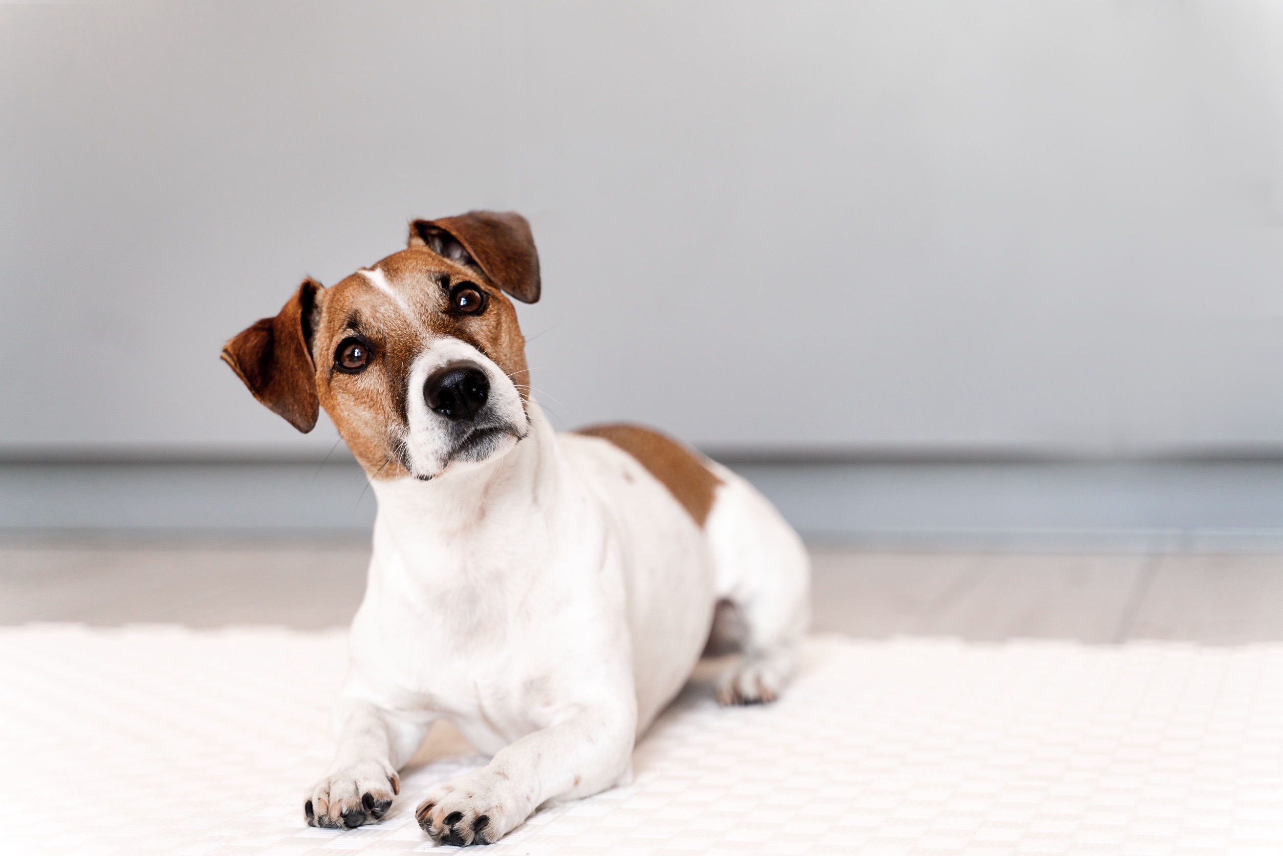 毎日同じフードでも大丈夫？ 愛犬が安心する“いつものごはん”の3つの理由