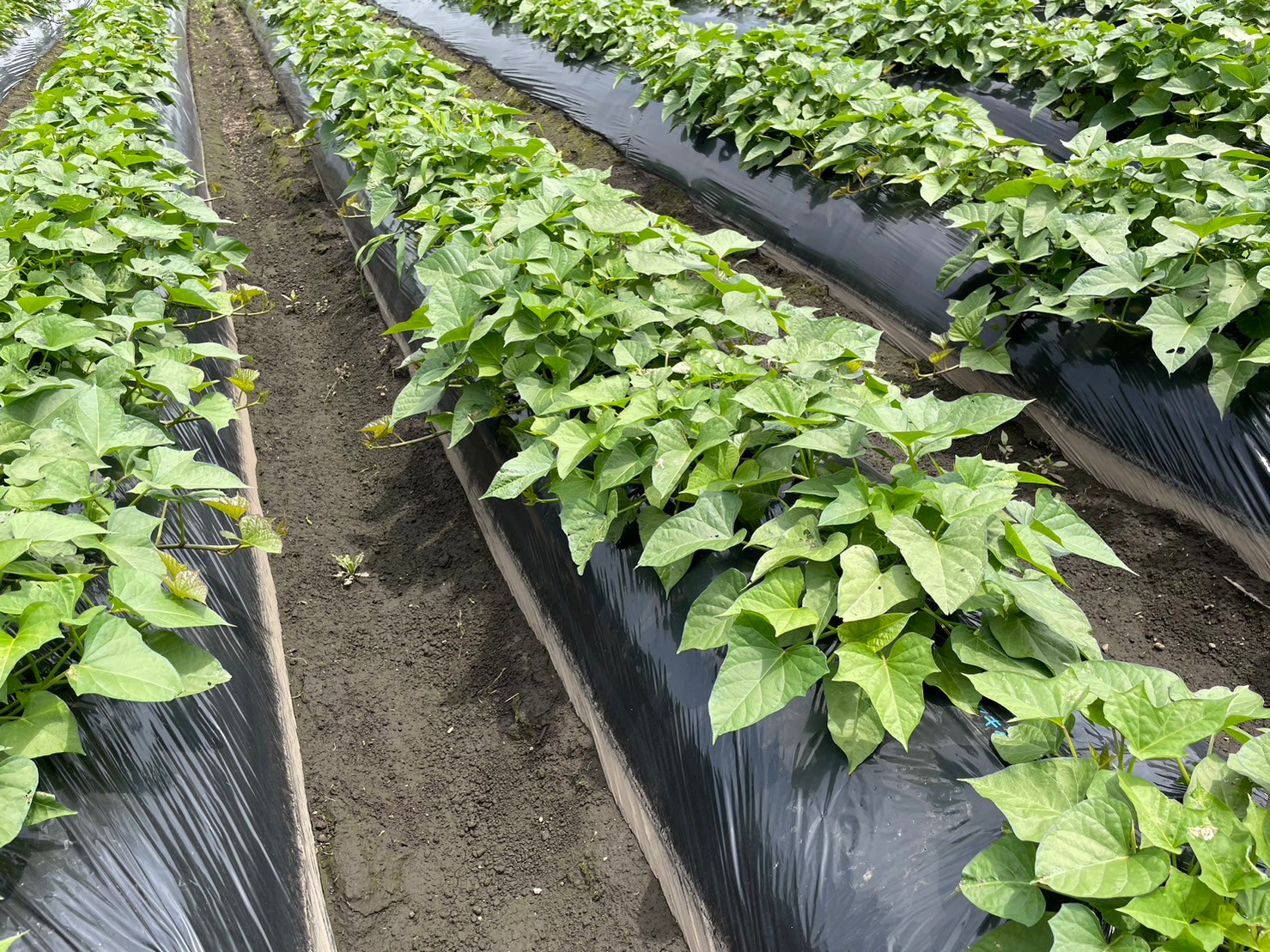 はじめまして。瀬崎農園の「YUMI」です。