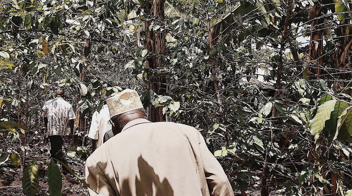 コーヒーの木の寿命について