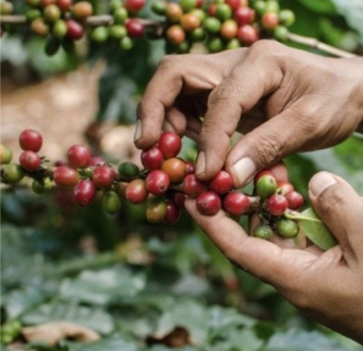 自然栽培の栽培方法について