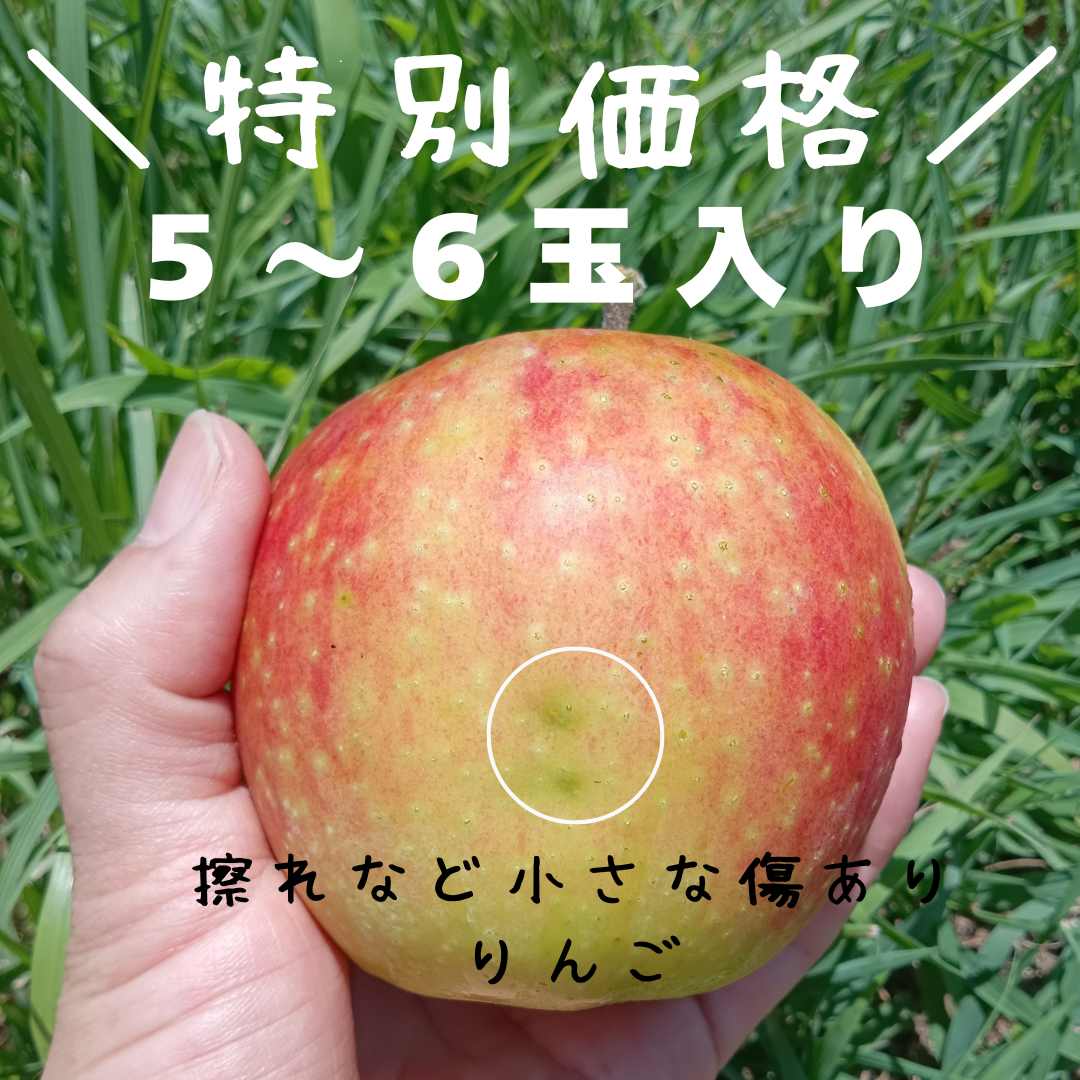 【特別価格のりんごを販売　*８月31日終了】