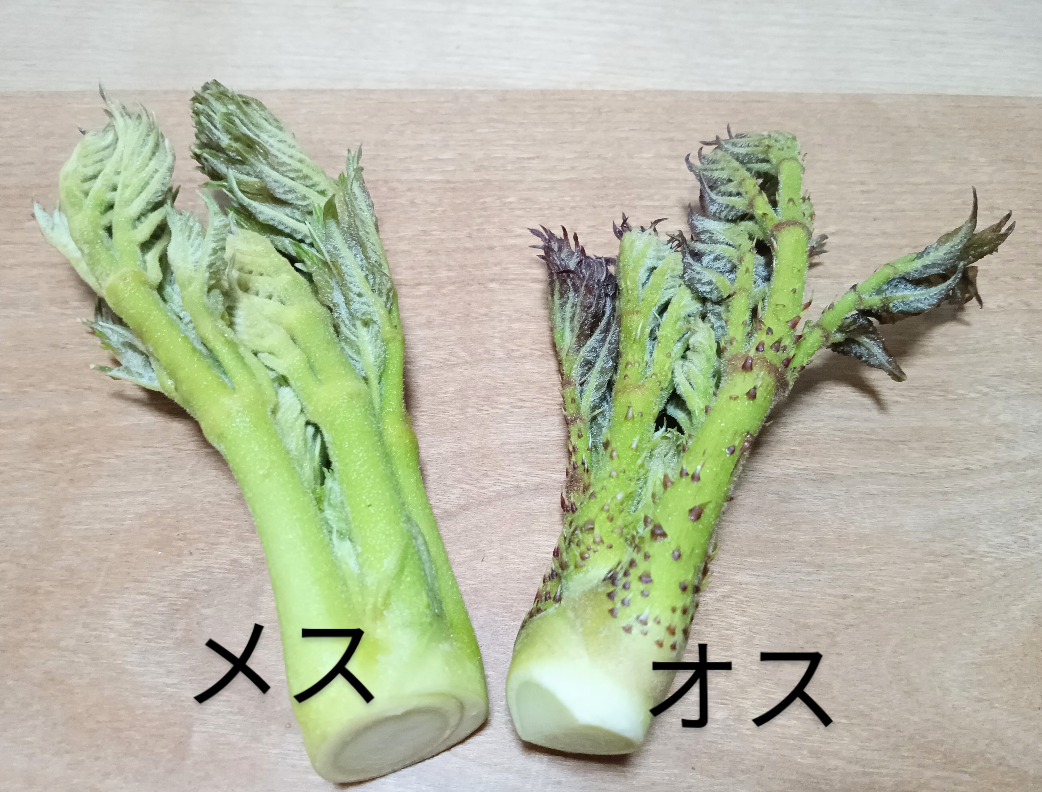 【タラの芽にオス・メス！？】