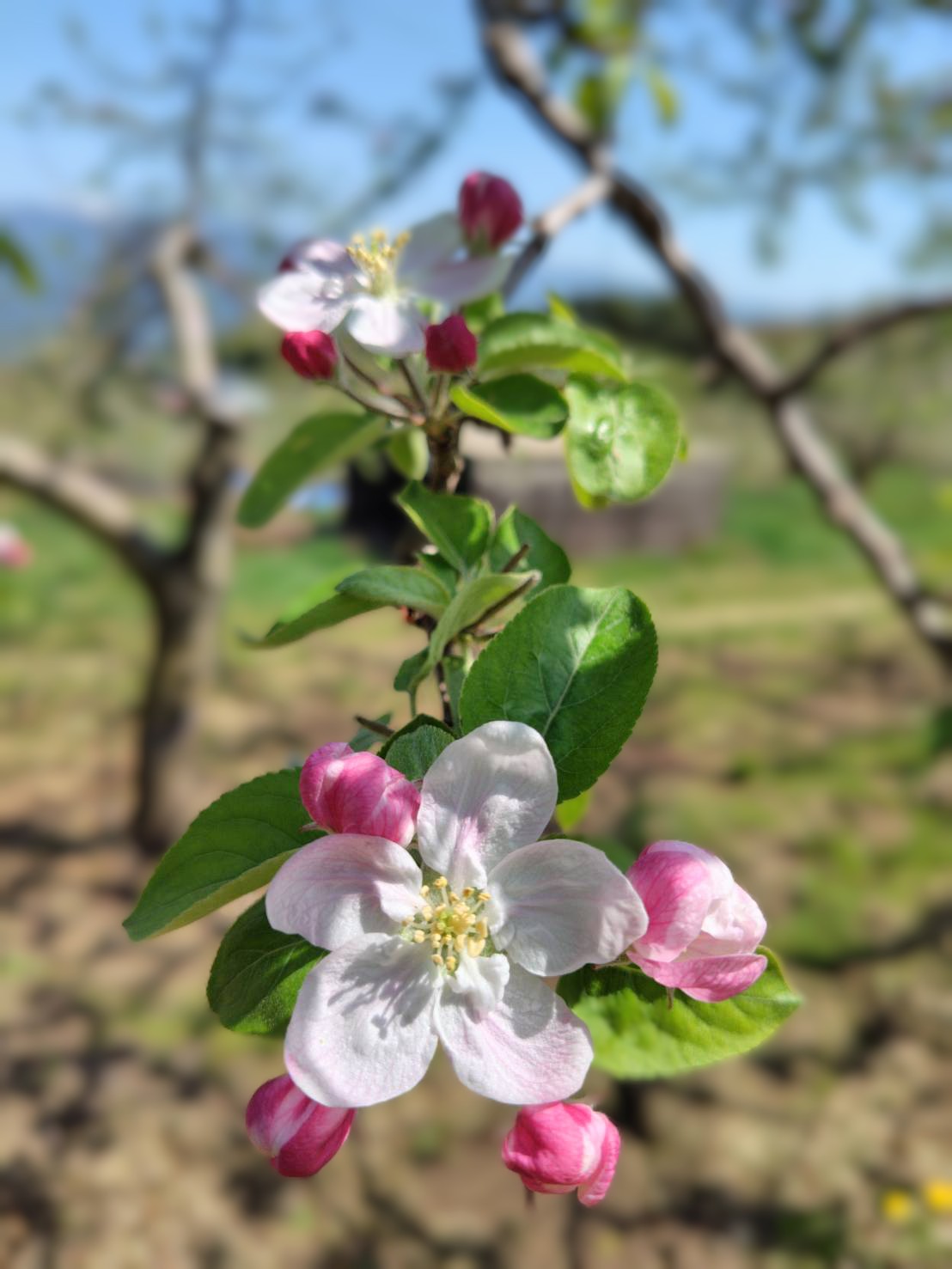 【りんごの花が咲き始めました】