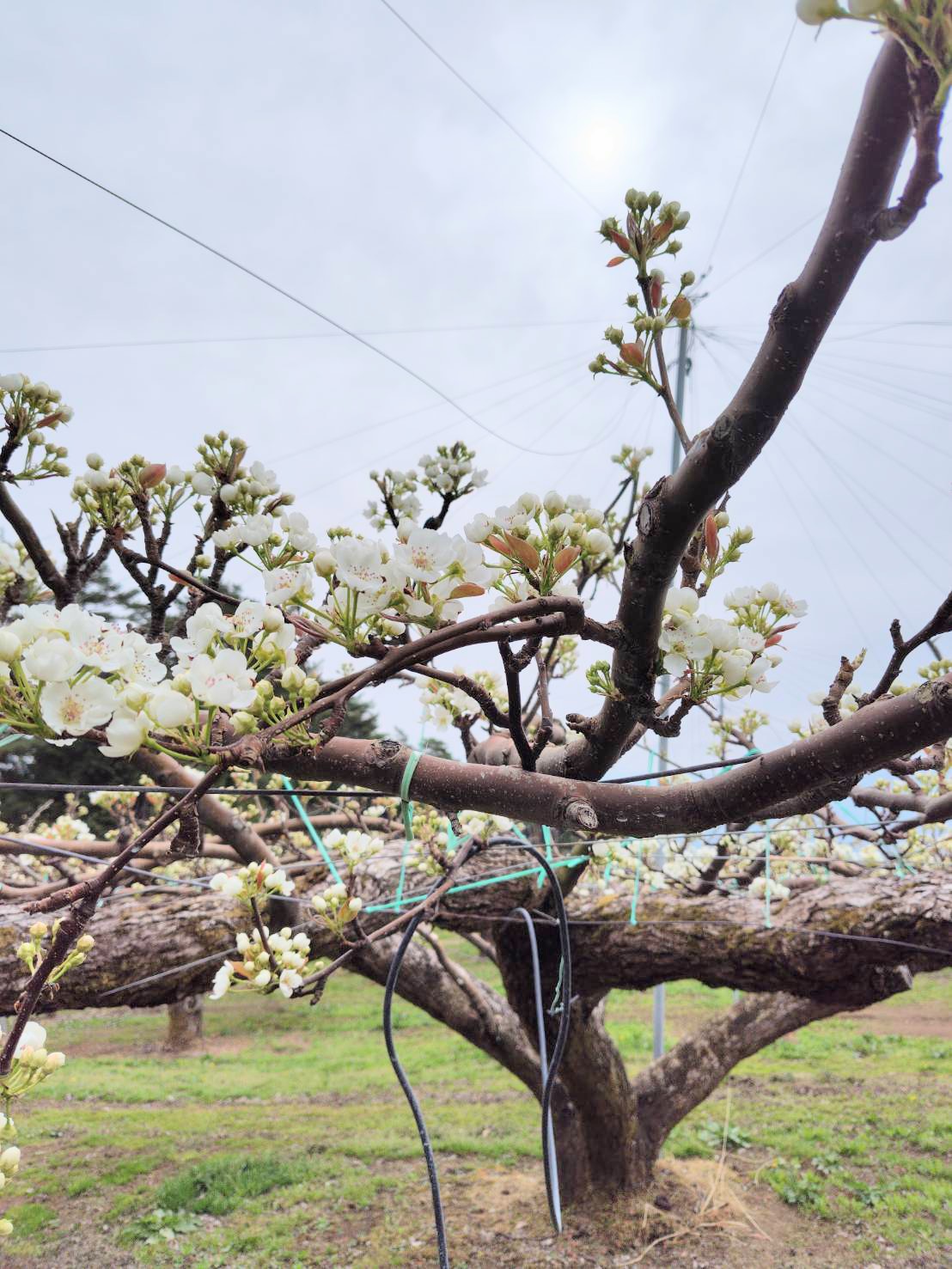 【梨の花が咲き始めました】
