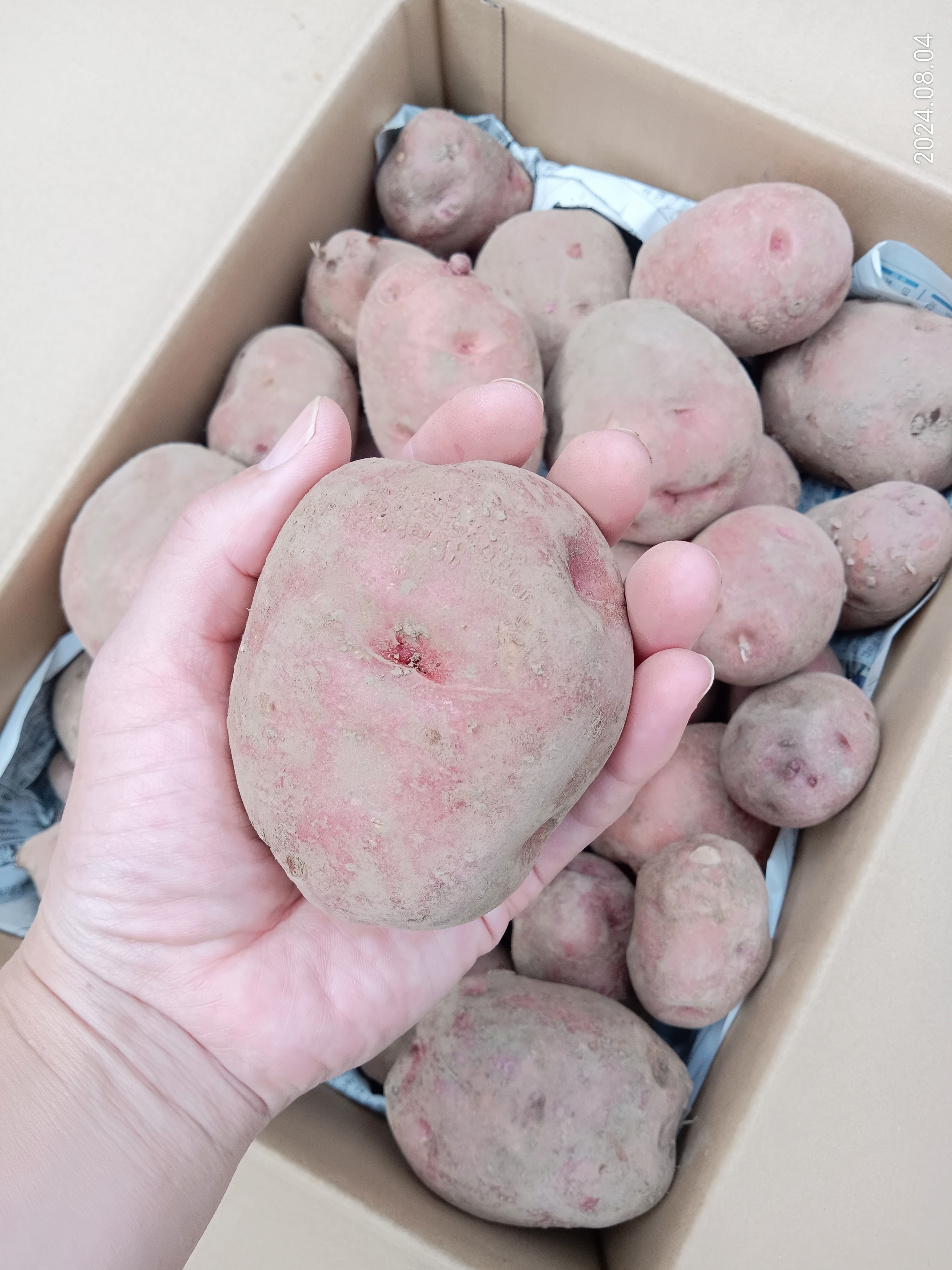 【栗のような味のじゃがいも　アンデスレッド】販売開始しました