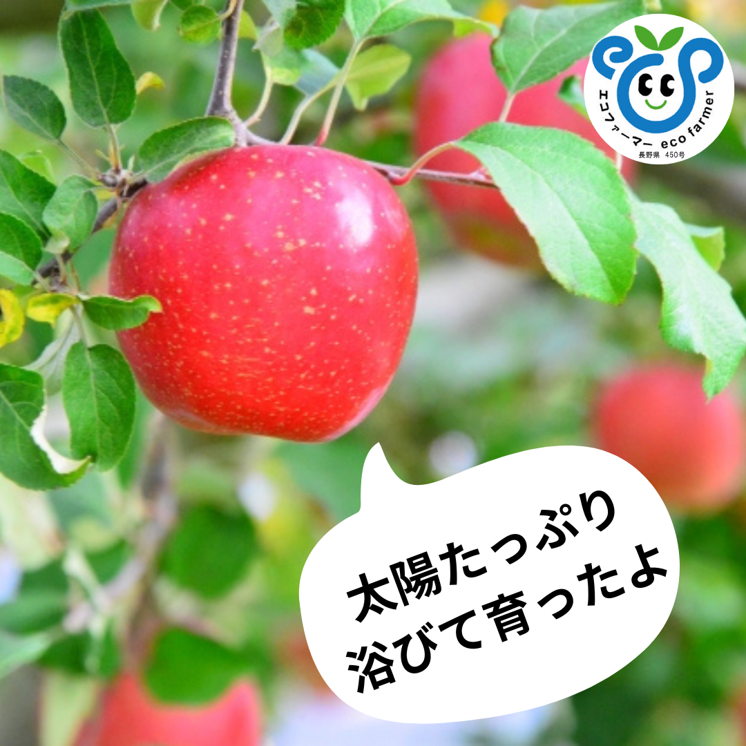 ＼ 信州生まれ ／　シナノスイート：糖度15〜18度