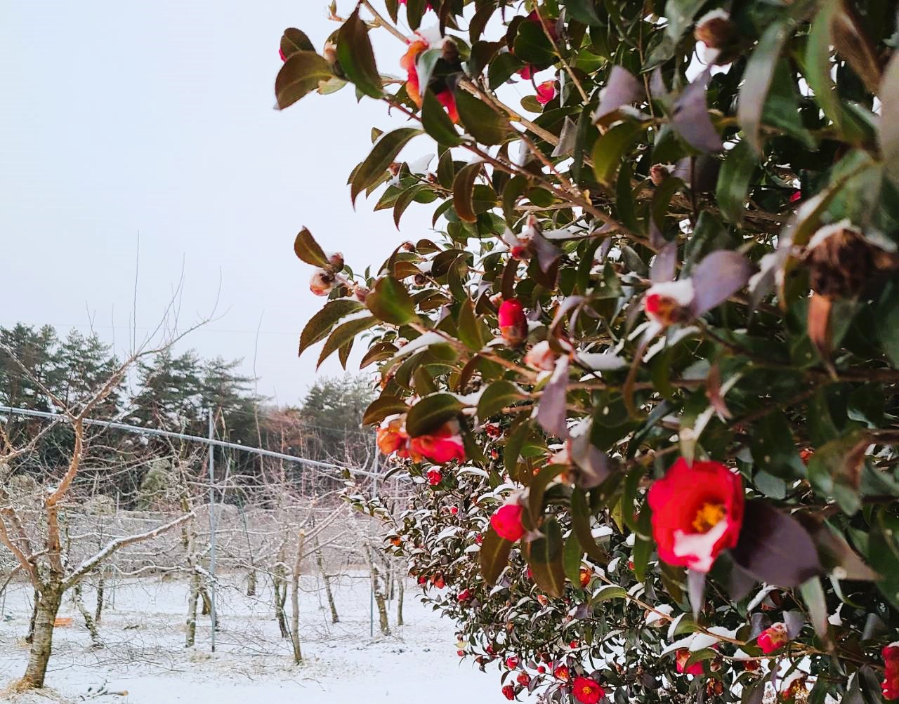 【雪】