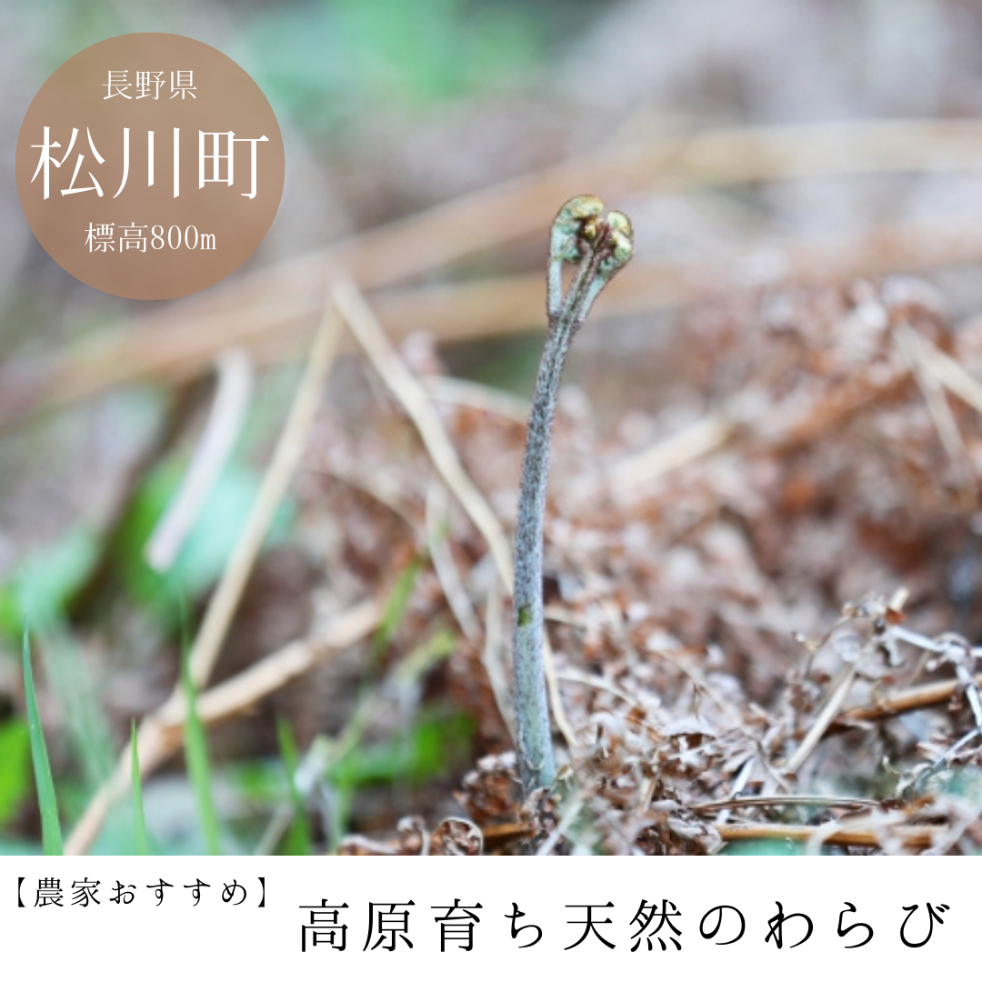 【天然わらび】