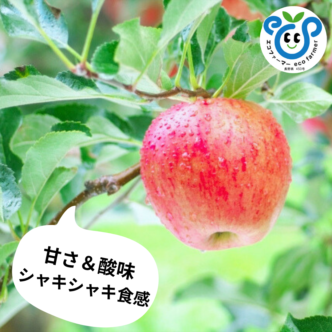 【信州生まれ】シナノドルチェ再販します