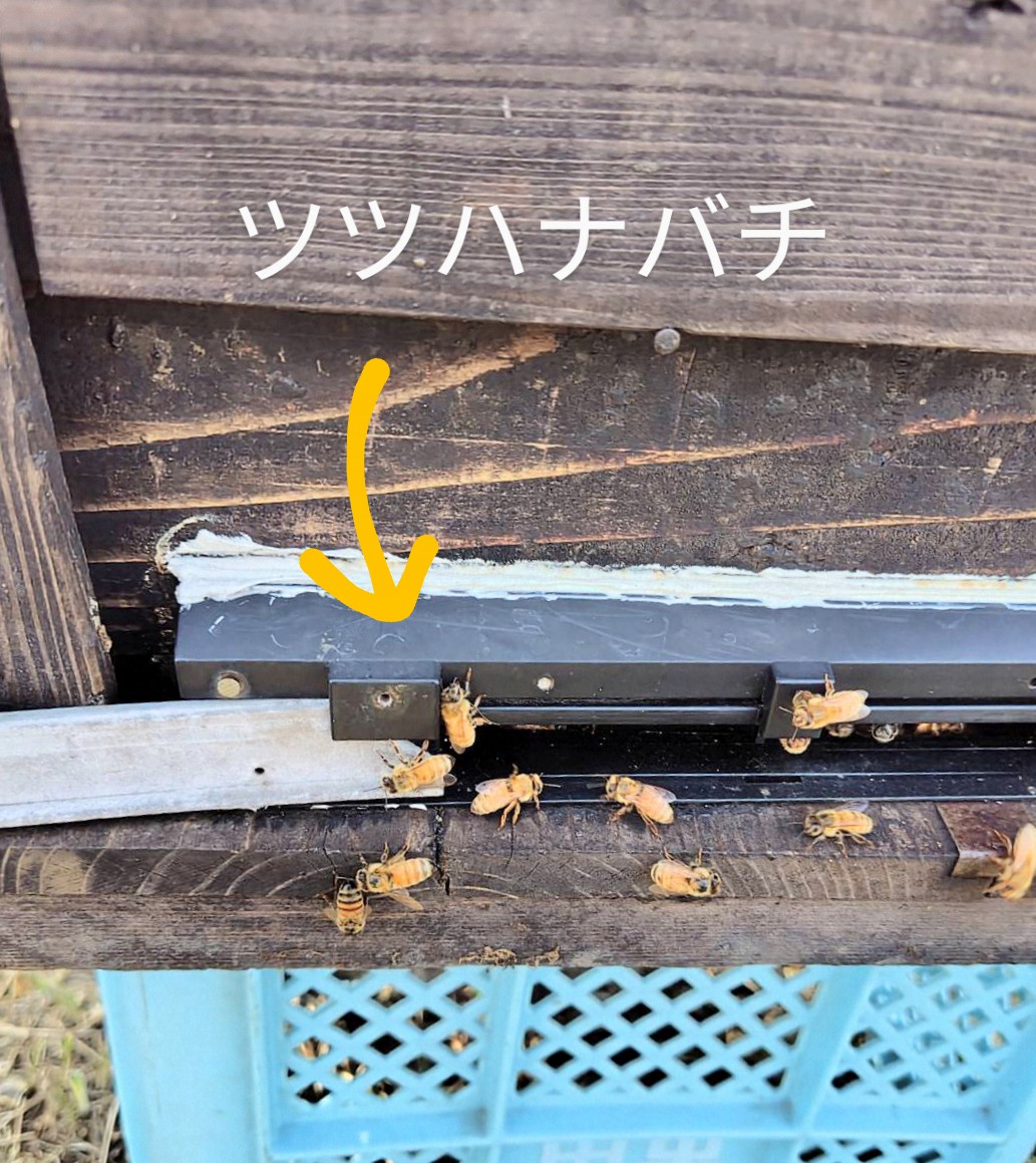 【働き者のツツハナバチ】