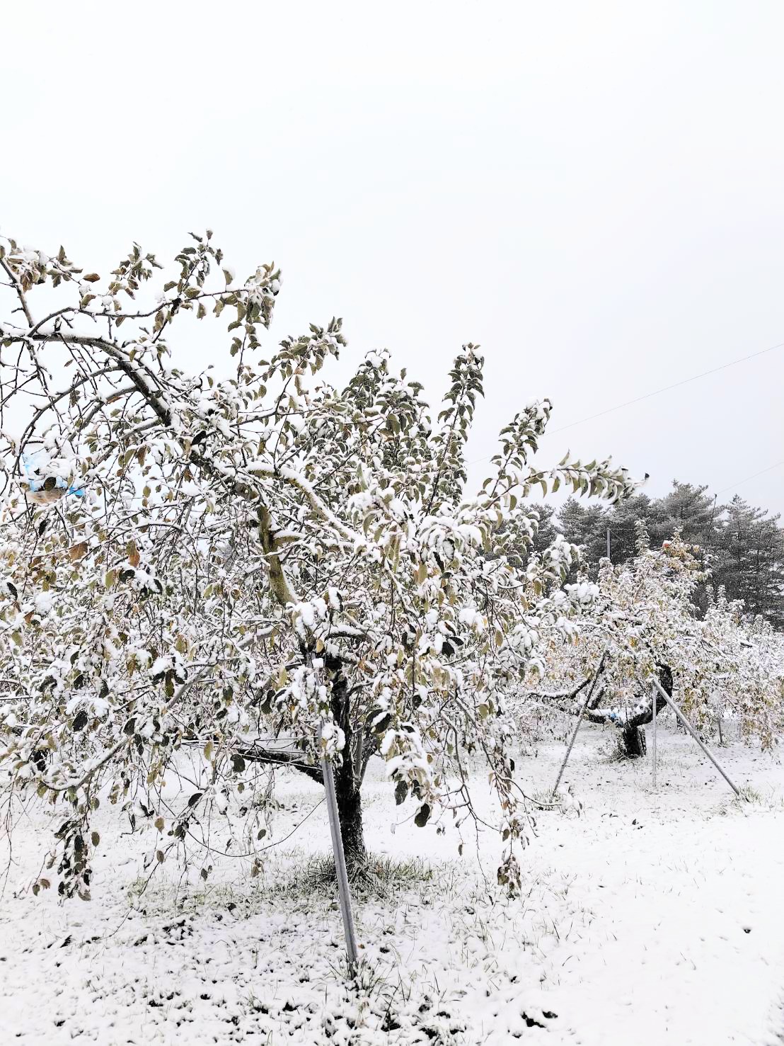 【雪の中】