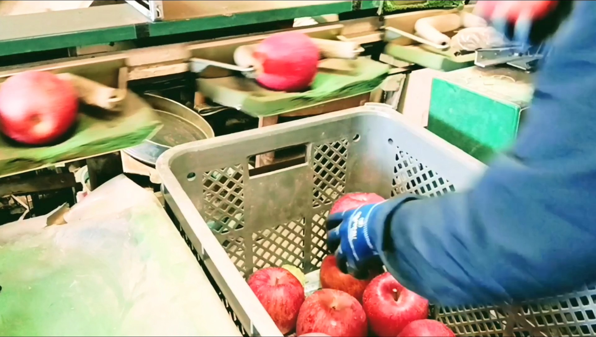 【優秀な選果機】