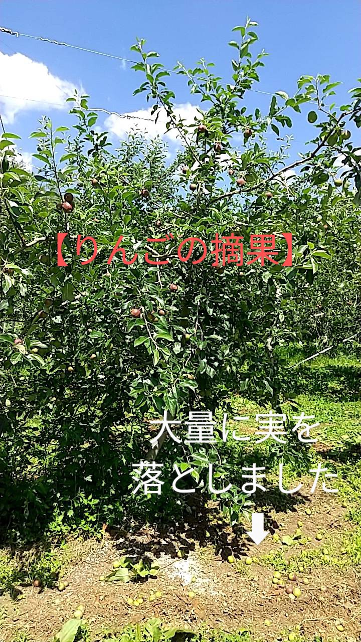 【サンつがる　摘果作業中】