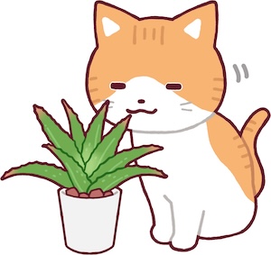 西伊豆町のアロエ石鹸