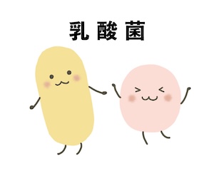 乳酸菌と免疫の話