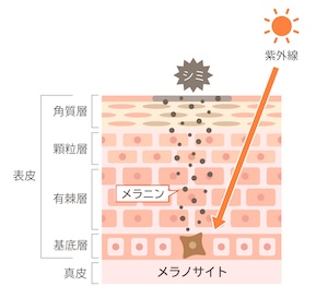 クノッソス石鹸の「毛穴の汚れ・メイク落とし・シミやくすみ」への効果