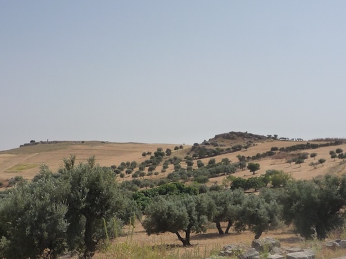 クレタ島のオリーブの木