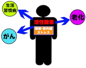 肌を老化させる過酸化脂質と石鹸の関係