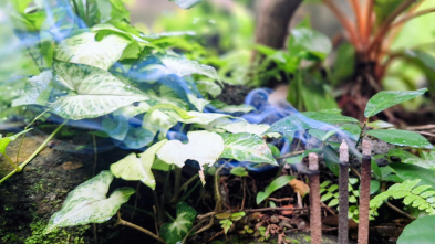 暑い日に焚く「天然ハーブ香」の癒し効果