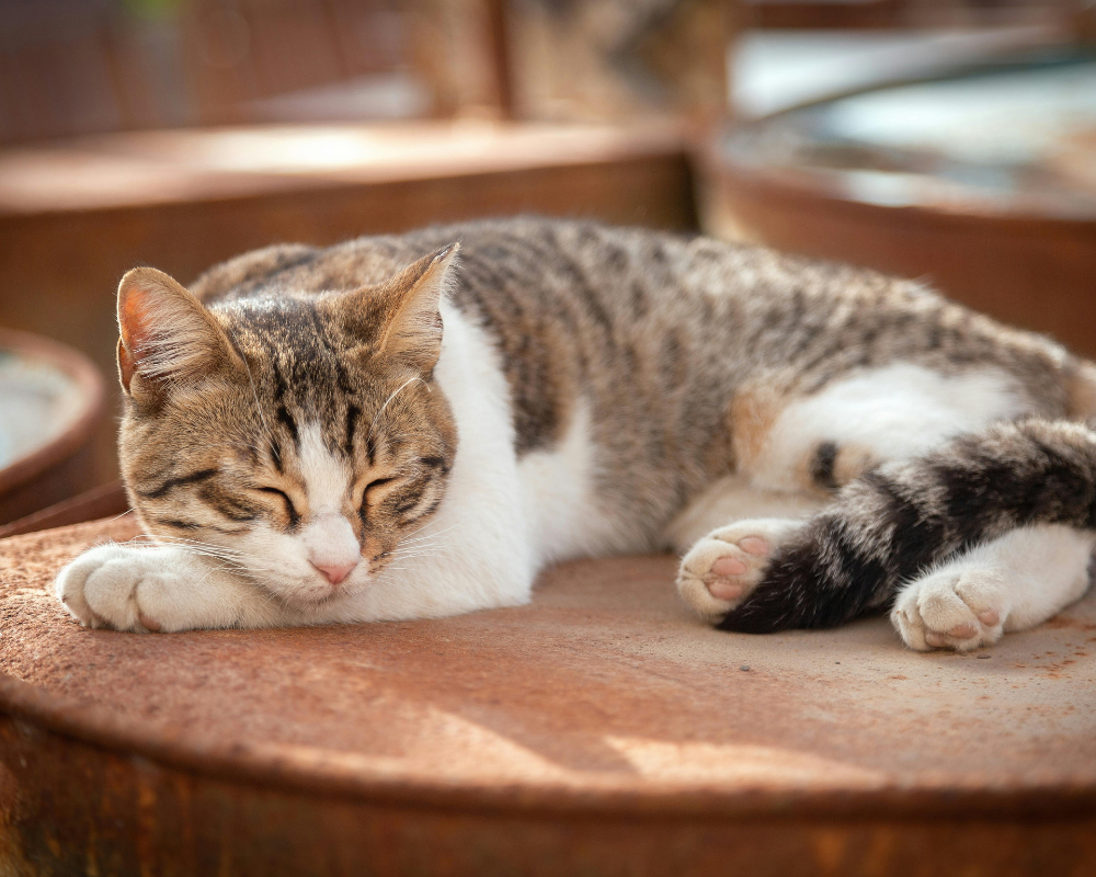 睡眠時に寝言が多い原因は？改善方法や注意点も解説