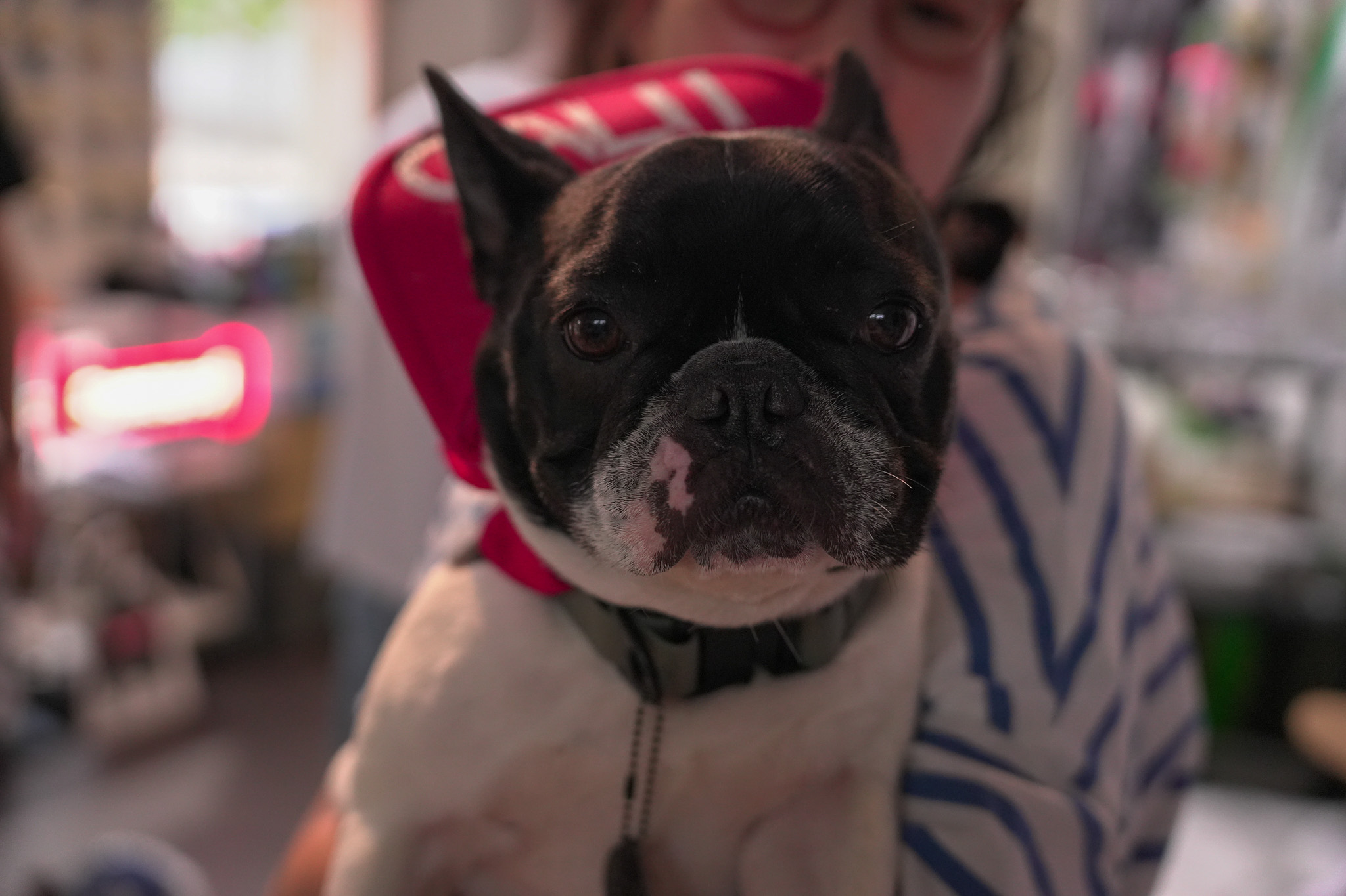 POP UP REPORT ”CALII DOG TOWN”
