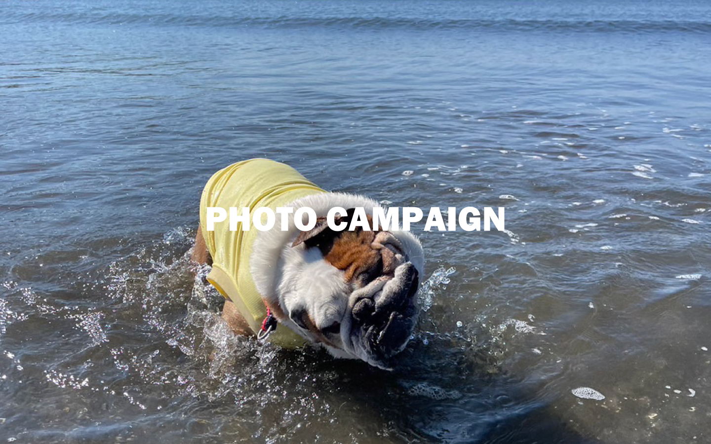 PHOTO CAMPAIGN