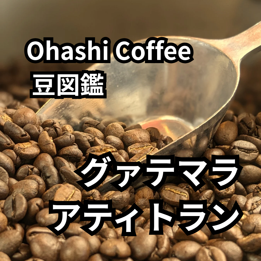【豆図鑑】グァテマラ SHB アティトラン