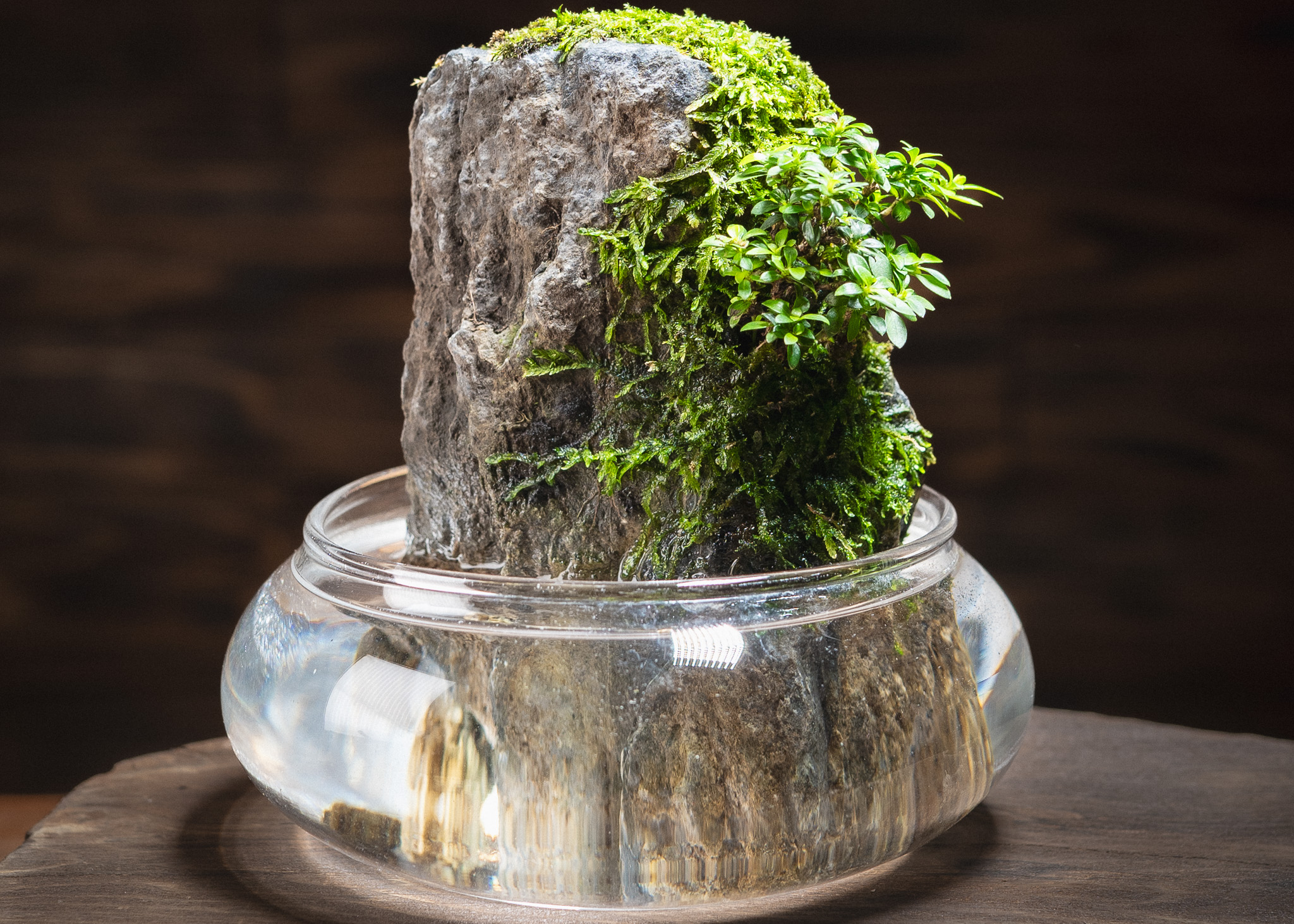 草樹岩の育て方