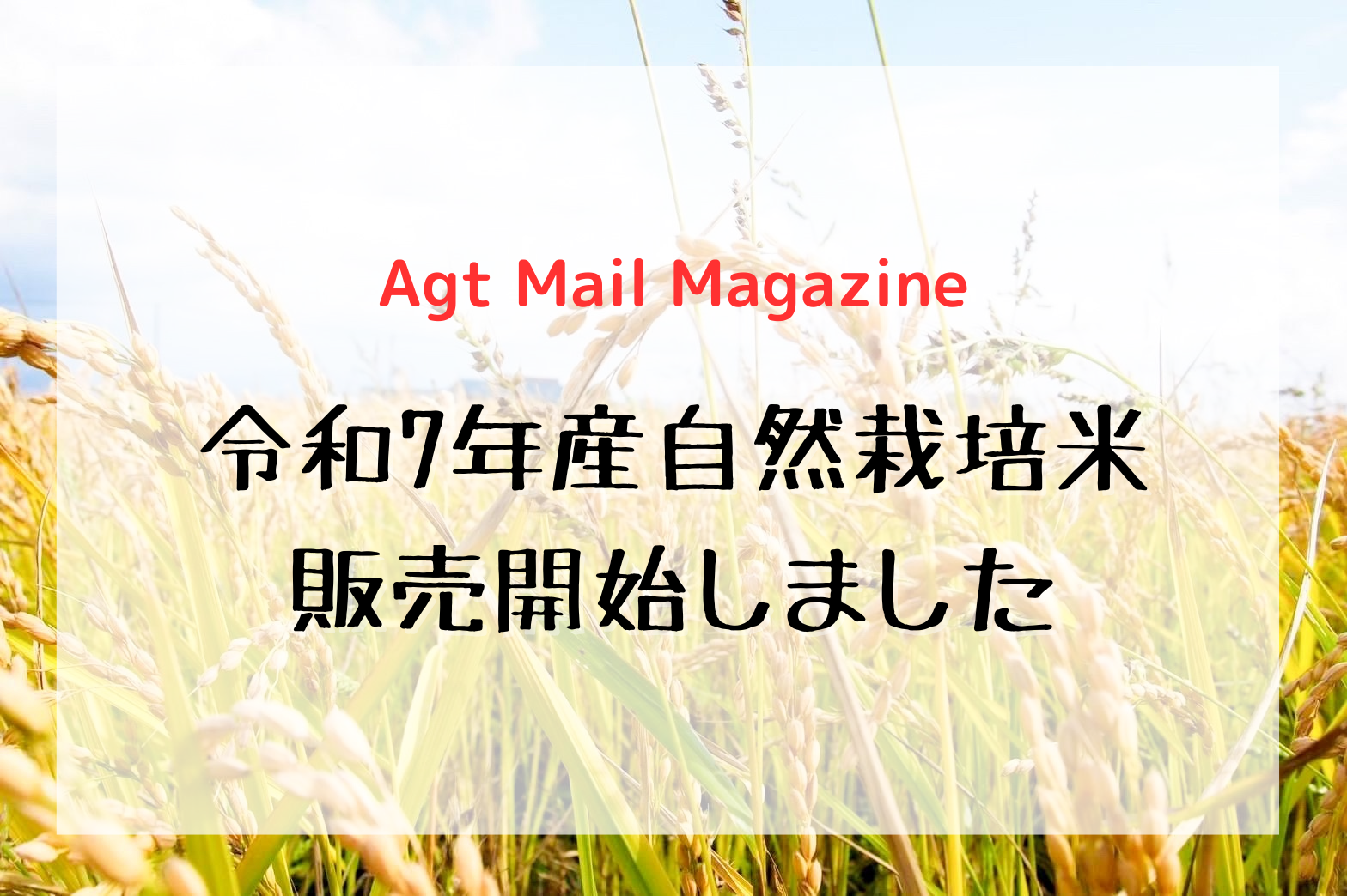 令和7年産新米の販売を開始しました