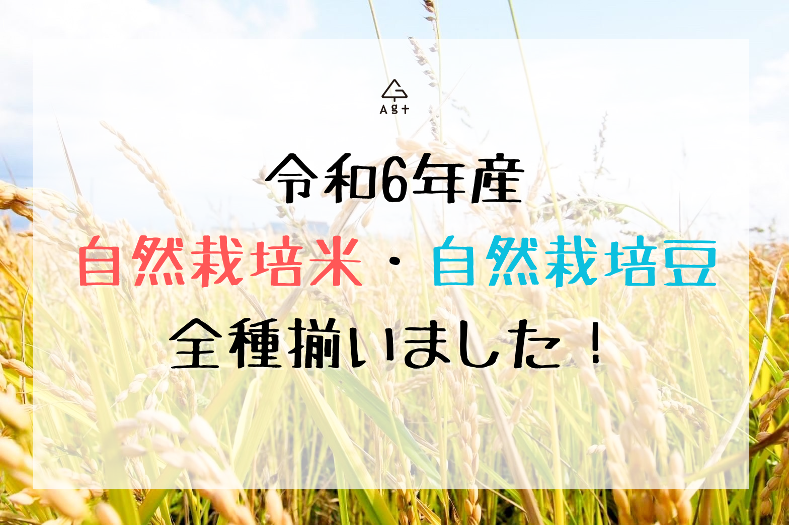 令和6年産自然栽培米・自然栽培豆販売開始のおしらせ