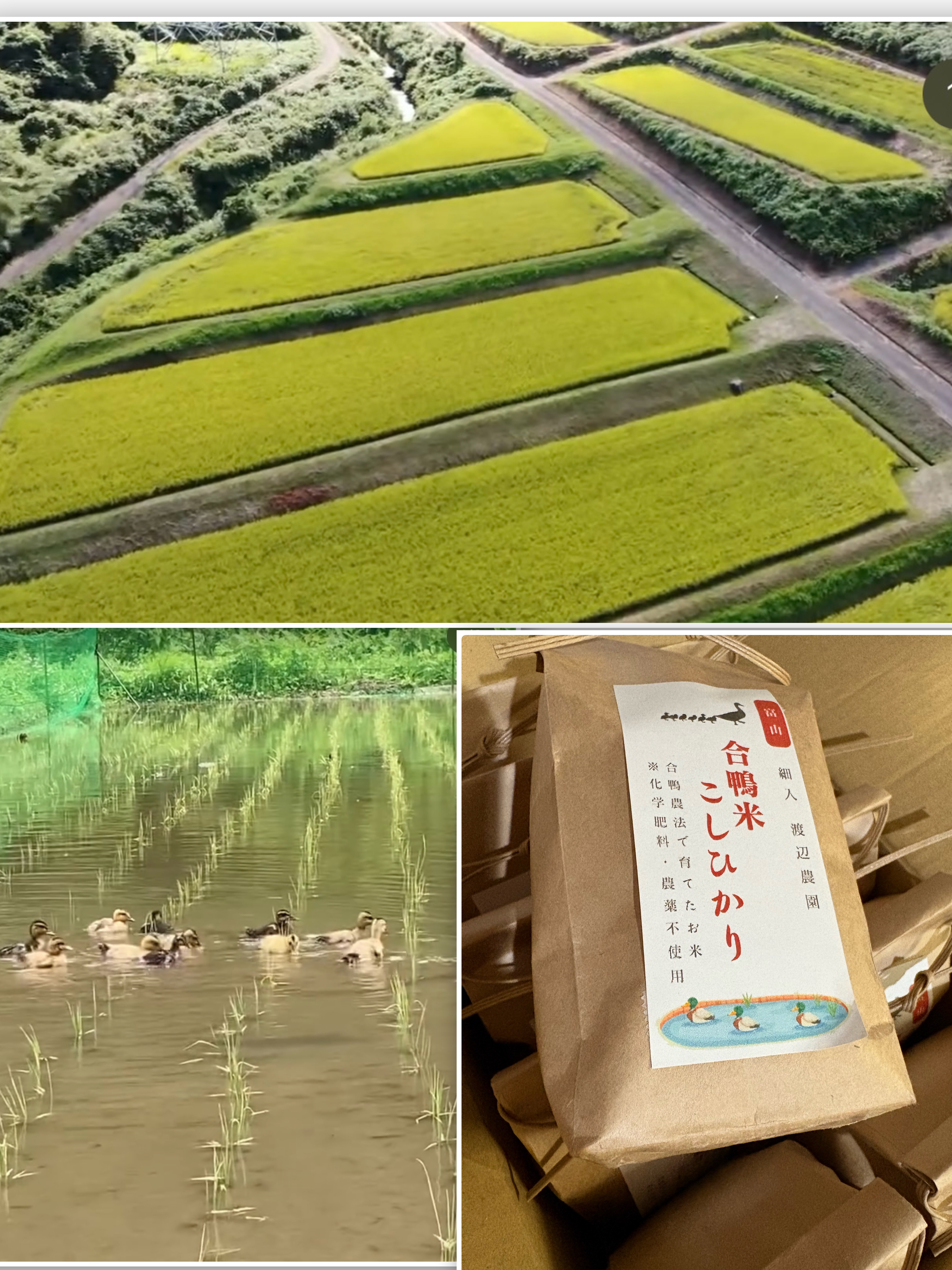 合鴨農法コシヒカリ　プレゼント✨