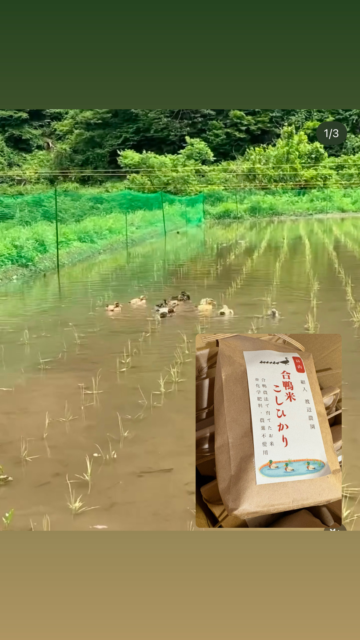 ＼お正月プレゼント企画／