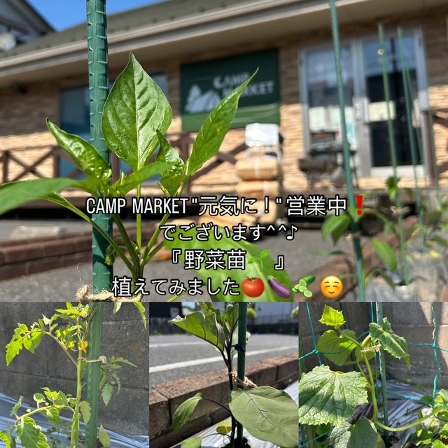 CAMP MARKET 元気に営業中‼【野菜 🍅🍆🫑🥒】を店舗花壇に植え付けてみました^ ^