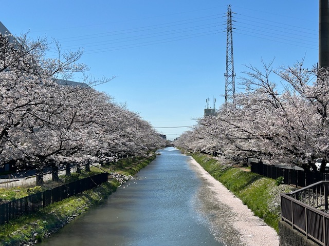 【埼玉県 草加市 稲荷地区 葛西用水沿い】の《桜🌸》が今週、見頃を迎えております^ ^❗️
