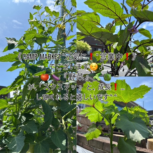 【野菜 🍅🍆🫑🥒】を店舗花壇に植え付けてみました^ ^-Part Ⅱ-少々成長しました🌱