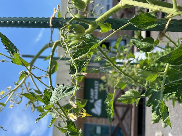 店舗花壇に植えた【 野菜 🍅🍆🫑🥒 】 が、成長してきました☺️
