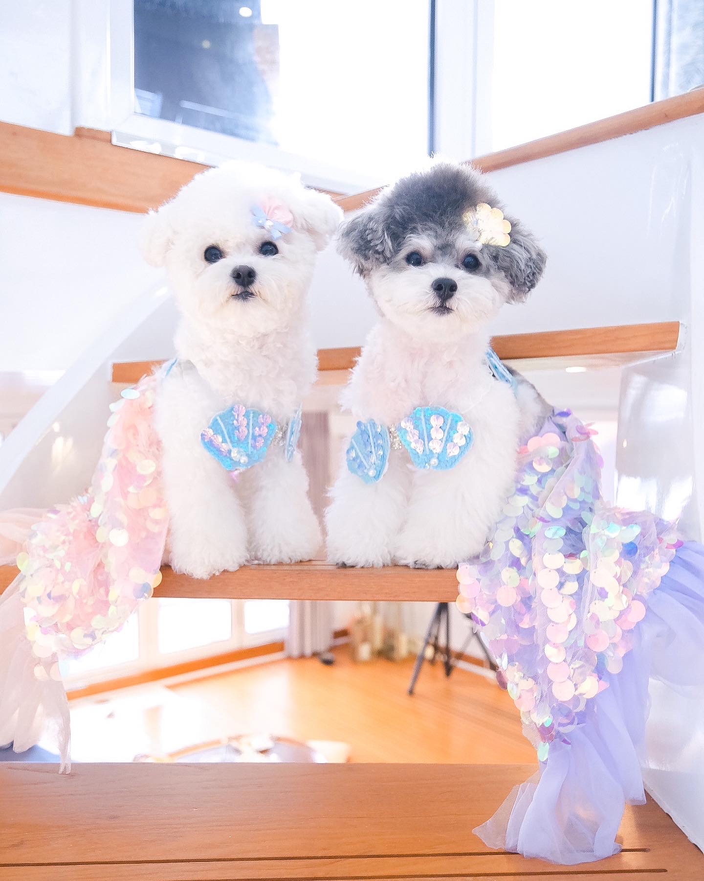 【新商品】「わんWANマーメイド」発売のお知らせ