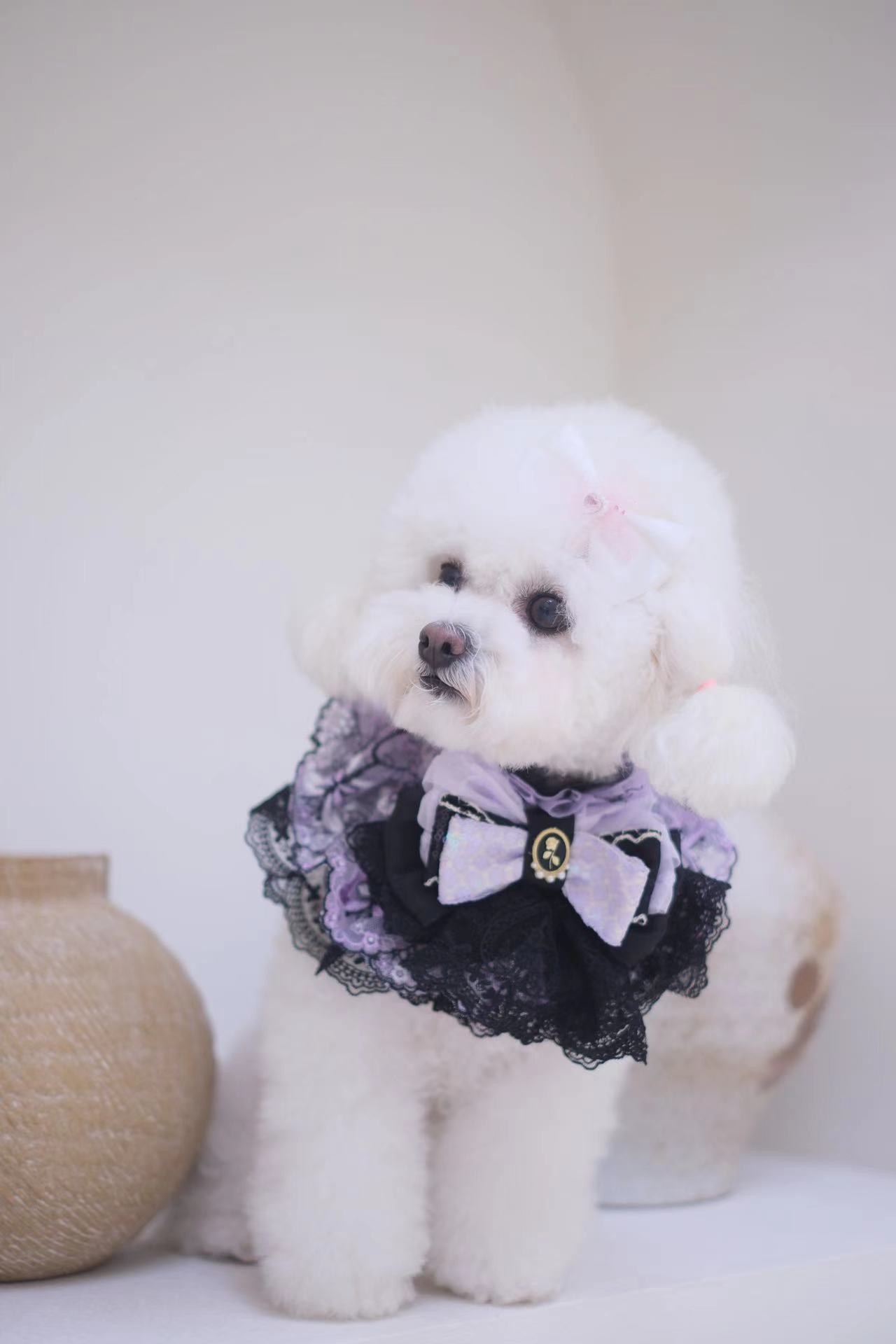 【新商品】Halloween Cape発売のお知らせ