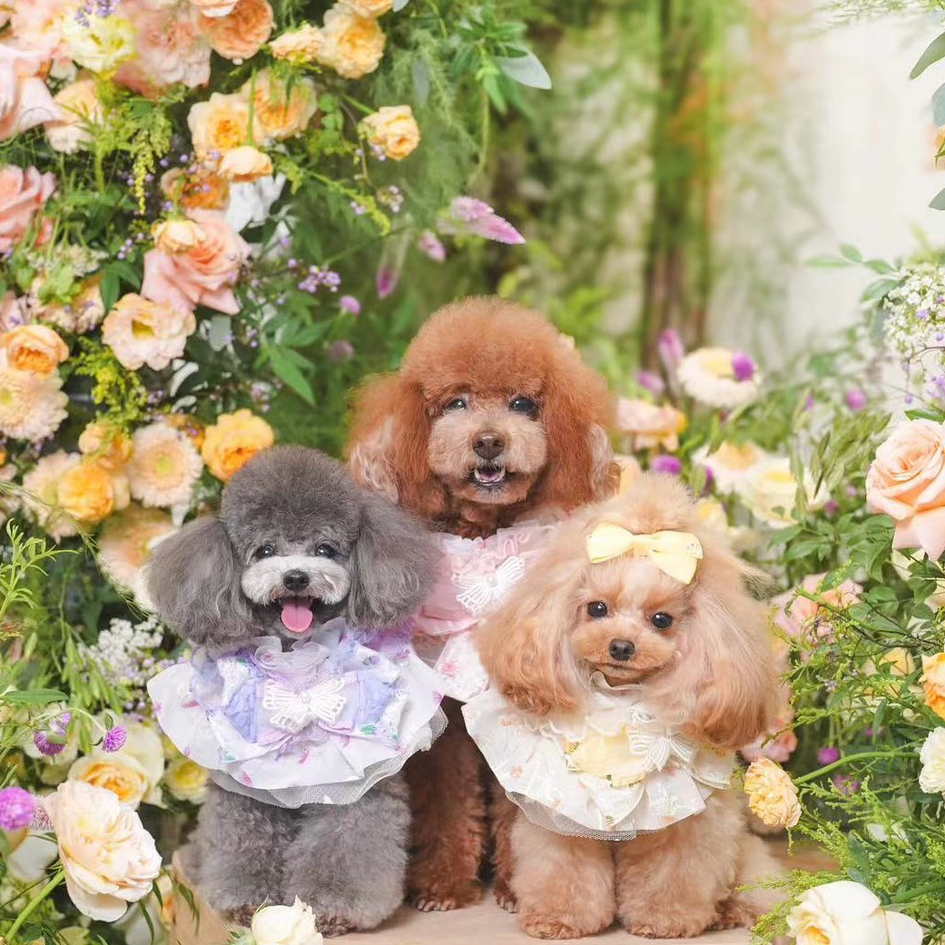 【新商品】Flower Cape発売のお知らせ