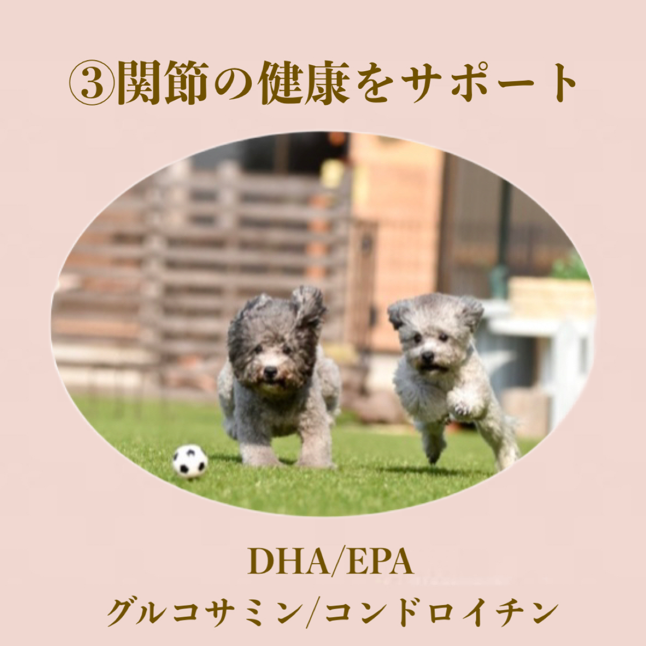 こだわり③DHA.EPA.グルコサミン.コンドロイチン