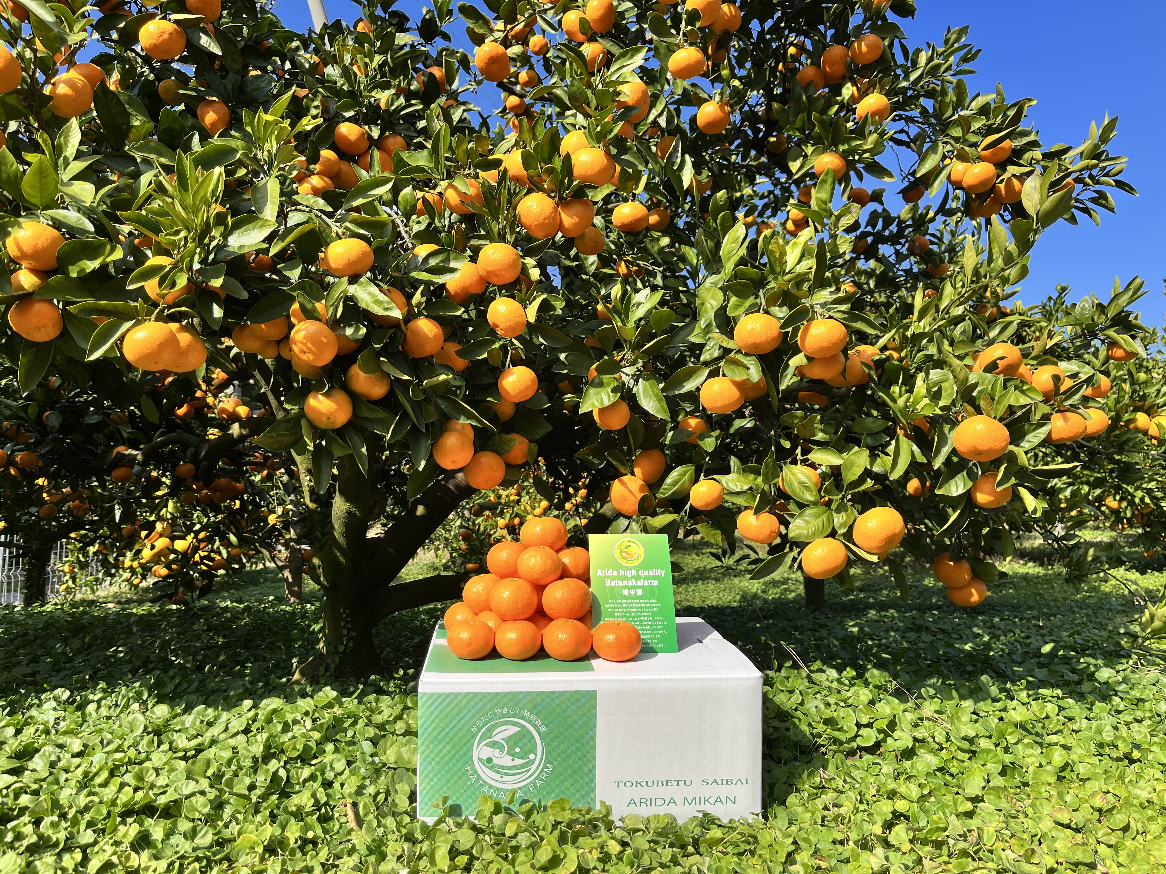 期間限定特別価格 hatanakafarm 果物