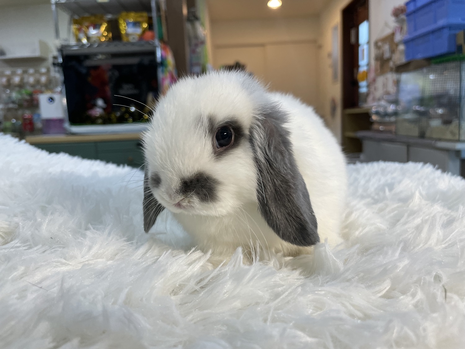 ホーランドロップ（No.1268）