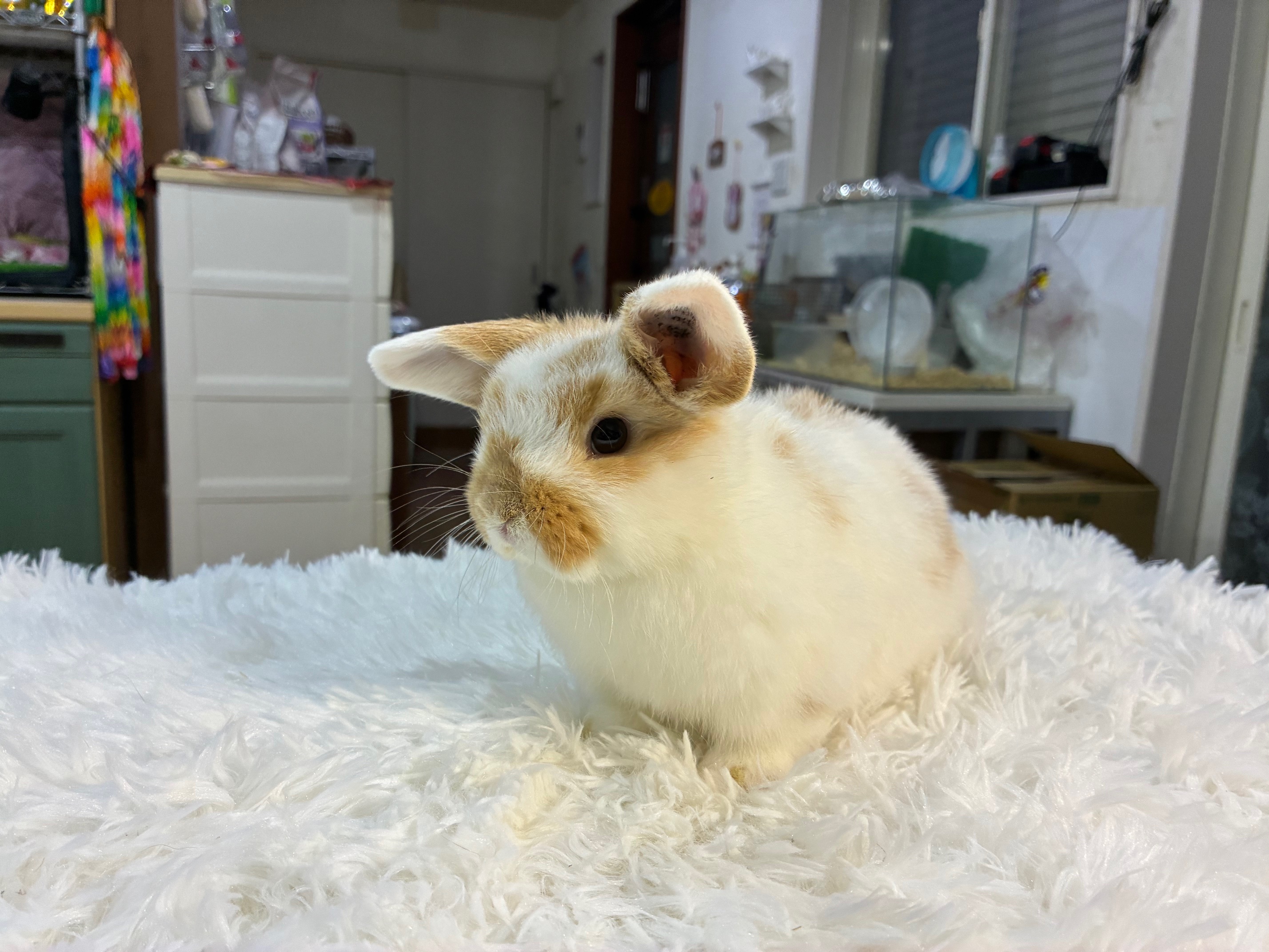 ホーランドロップ（No.1300）