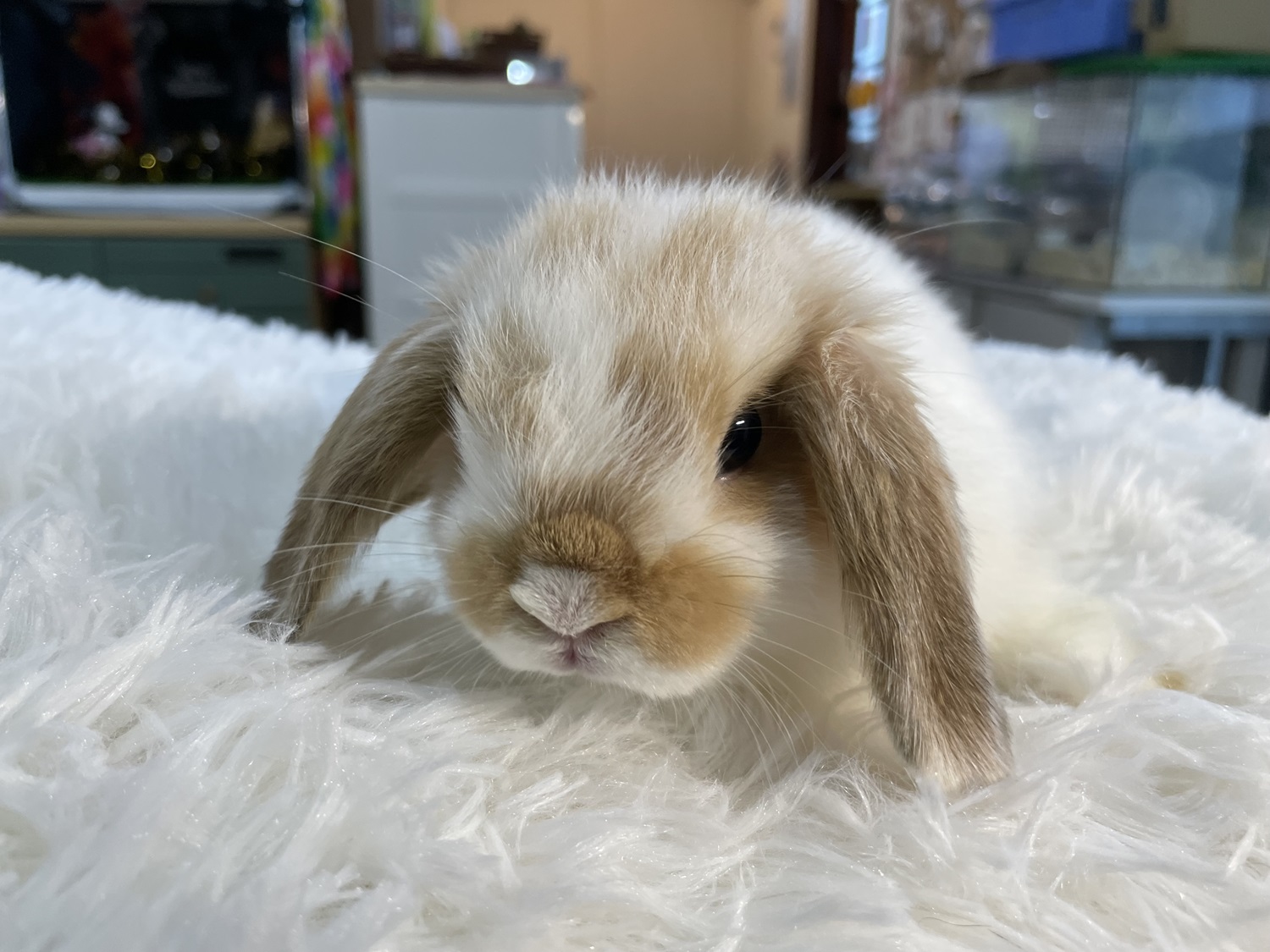 ホーランドロップ（No.1266）☆お迎え頂きました☆